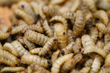Black Soldier Fly Larvae (Hermetia illucens) or maggots are animals that are able to decompose organic waste, and are also commonly used as protein-rich animal feed.