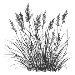 Hand Drawn Illustration Of A Cluster Of Tall Grass With Delicate Seed Heads