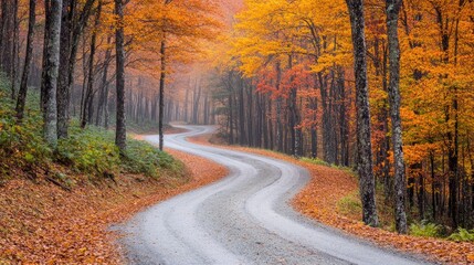 Fototapeta premium A hidden forest road with fog rolling in over the treetops, softening the background.