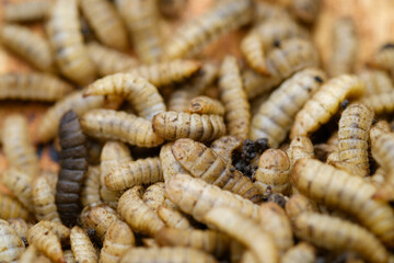 Black Soldier Fly Larvae (Hermetia illucens) or maggots are animals that are able to decompose organic waste, and are also commonly used as protein-rich animal feed.