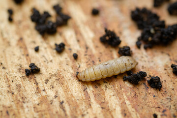 Black Soldier Fly Larvae (Hermetia illucens) or maggots are animals that are able to decompose organic waste, and are also commonly used as protein-rich animal feed.