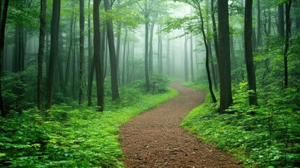 Fototapeta premium A misty forest path leading deeper into a dense fog-covered woodland.