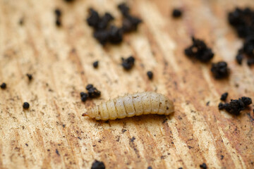 Black Soldier Fly Larvae (Hermetia illucens) or maggots are animals that are able to decompose organic waste, and are also commonly used as protein-rich animal feed.