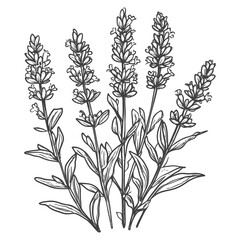 Fototapeta premium Hand Drawn Illustration Of Lavender Flower Stems