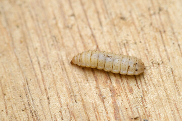 Black Soldier Fly Larvae (Hermetia illucens) or maggots are animals that are able to decompose organic waste, and are also commonly used as protein-rich animal feed.