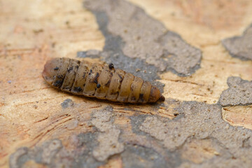 Black Soldier Fly Larvae (Hermetia illucens) or maggots are animals that are able to decompose organic waste, and are also commonly used as protein-rich animal feed.