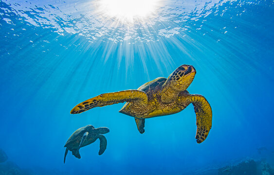 Sea turtles swims underwater. Underwater sea turtle in sunlight
