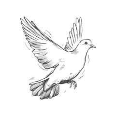 Obraz premium Hand Drawn Sketch Of A Dove In Flight