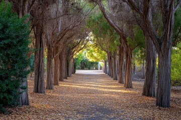 Fototapeta premium A photo of a pathway running through a forest flanked by tall trees and covered in a carpet of fallen autumn leaves Leafcarpeted pathway under an old elm tree alley in a park.