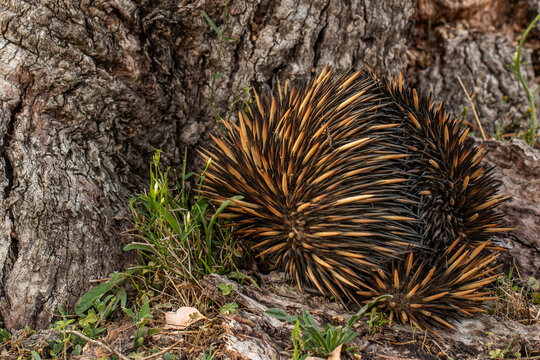 An Echnida burrowing into the ground