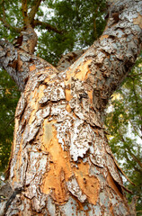 Obraz premium Looking up at a tree with peeling bark