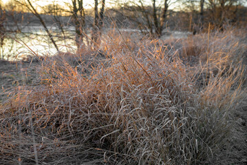 Frosty grass glistening in the morning sunlight by the lake