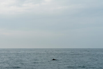 Fototapeta premium In Sri Lanka, there are tours that allow you to see wild whales in the Indian Ocean.