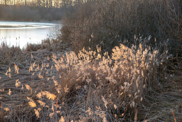 Golden dry reeds basking in the morning sunlight near a lake