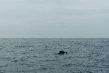 Fototapeta premium In Sri Lanka, there are tours that allow you to see wild whales in the Indian Ocean.