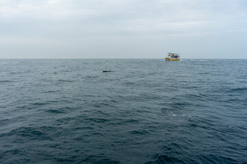 In Sri Lanka, there are tours that allow you to see wild whales in the Indian Ocean.