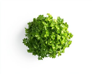 Fototapeta premium Fresh Green Cilantro Herb Bunch Isolated on White Background