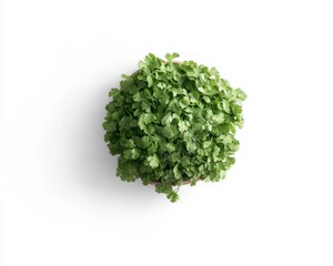 Fototapeta premium Fresh Cilantro Herb in Pot on White Background for Cooking and Recipes