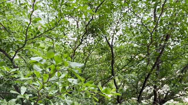 Ivory coast almond or Black afara tree Green leaves in the garden 4k Video