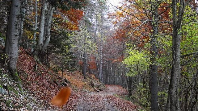 Bosque pirineos