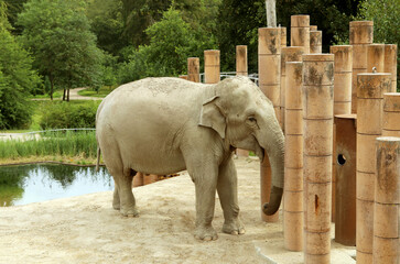 Fototapete bei efototapeten.de bestellen   