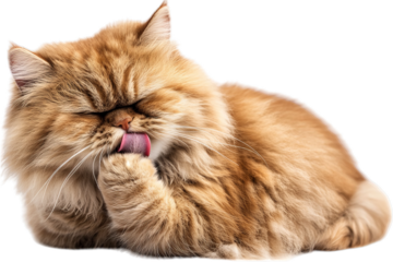 Fluffy Persian Cat Grooming Itself with a Content Expression in a Relaxed Pose on a White Background