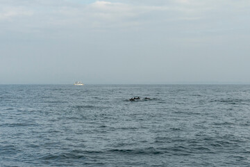 Fototapeta premium In Sri Lanka, there are tours that allow you to see wild whales in the Indian Ocean.