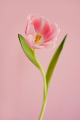 Bright Pink Tulip Flower in Bloom with Green Leaves and Stem Against Simple Pale Pastel Pink Background. Spring, Nature, and Botanical Themes, Close-Up Floral Image