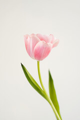 Elegant Pink Tulip Blooming with Green Leaves and Stem on Light Background. Floral, Spring, and Nature Theme. Perfect for Marketing, Design and Creative Project
