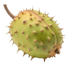 Baobab Fruit, isolated on a transparent background