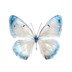 lifelike sulfur butterfly