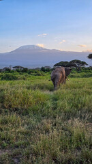 mountain landscape with elephant