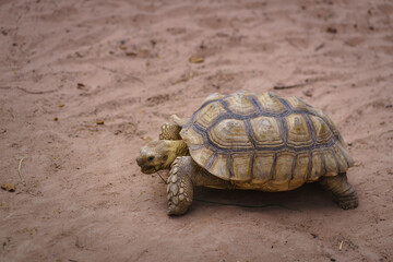 A majestic African spurred tortoise walking on sandy ground, showcasing its strong shell and resilience. A symbol of patience, longevity, and nature’s slow but steady pace.