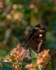 Common Crow Butterfly sitting on flowers with bokeh