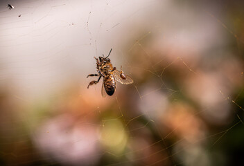 An unfortunate Bee stuck in a spider web