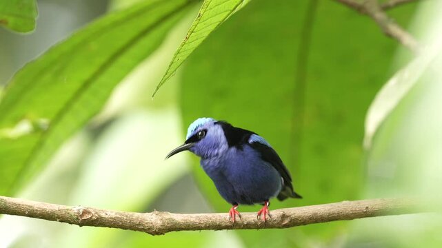 Costa Rica nature. Blue bird Red-legged Honeycreeper, Cyanerpes cyaneus, exotic tropical animal with red legs from Costa Rica. Tinny songbird in the nature habitat. Tanager birdwatching America