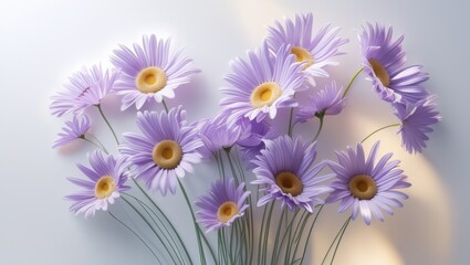 Fototapeta premium A Delicate Cluster of Lavender Daisies with Yellow Centers Displayed Against a Soft White Background with Subtle Shadows for Highlighting Details