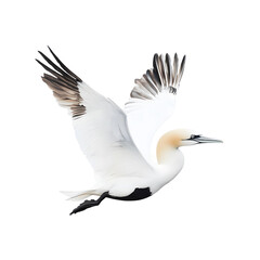 Obraz premium Northern Gannet Diving with Its Wings
