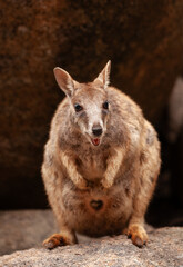 Naklejka premium Entzückender Felsenbewohner. Ein Felskänguru auf Magnetic Island, Australien.