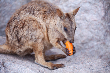 Entzückender Felsenbewohner beim Karotten essen. Ein Felskänguru auf Magnetic Island, Australien.