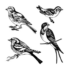 Hand drawn sketch bird set. Vector illustration