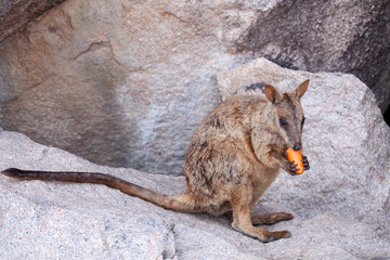 Entzückender Felsenbewohner beim Karotten essen. Ein Felskänguru auf Magnetic Island, Australien. © jiriviehmann