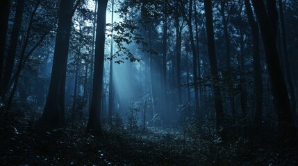 Obraz premium Mystical Forest Path at Night