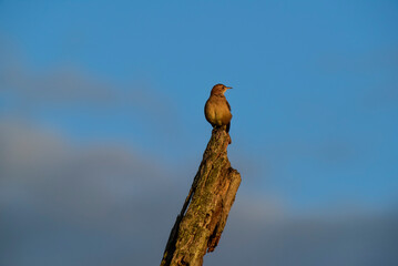 Rufous Hornero , Argentine national Bird, Cordoba Province,  Province Argentina.