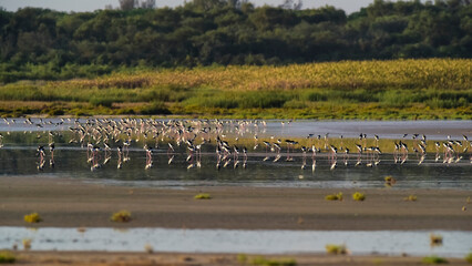 Southern Stilt, Himantopus melanurus in flight, Ansenuza National Park, Cordoba Province, Argentina