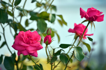 pink rose flower background. Red roses on a bush in the garden, close-up. delicate pink rose flower with green leaves. Red Rose Magic. beauty in the garden. concept of romance, gift