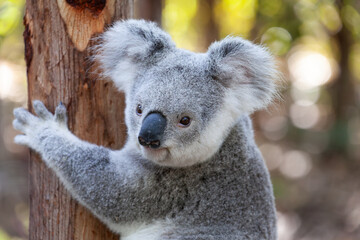Süsser Koala am Baum klammernd.