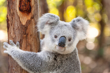 Süsser Koala von ganz nah.