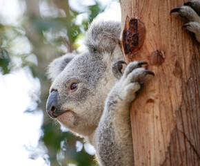 Süsser Koala am Baum klammernd.