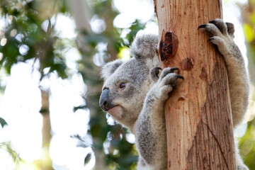 Süsser Koala am Baum klammernd.